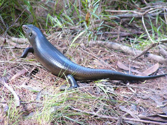 Land Mullet